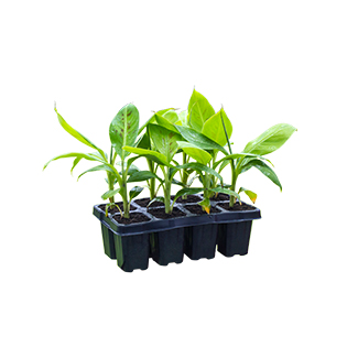 Tissue Culture Banana & Others